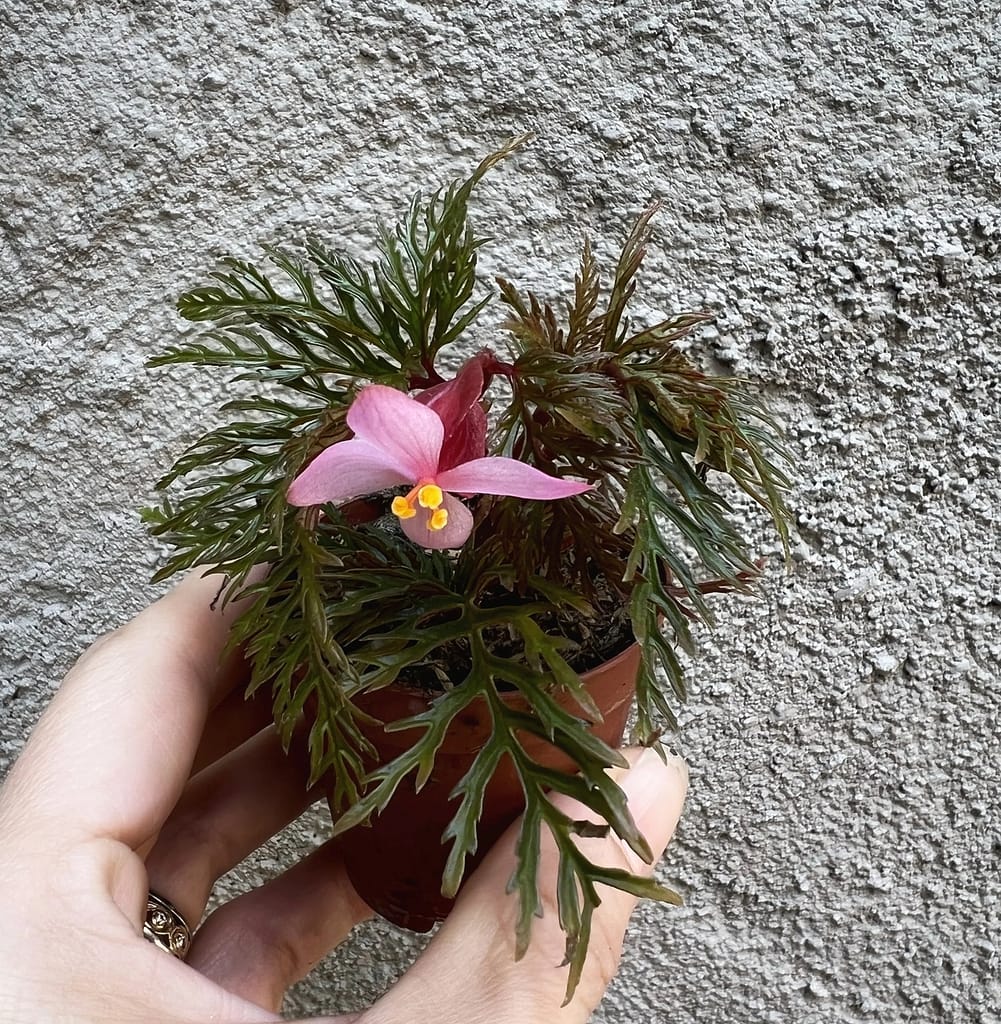 How to propagate Begonia Bipinnatifida