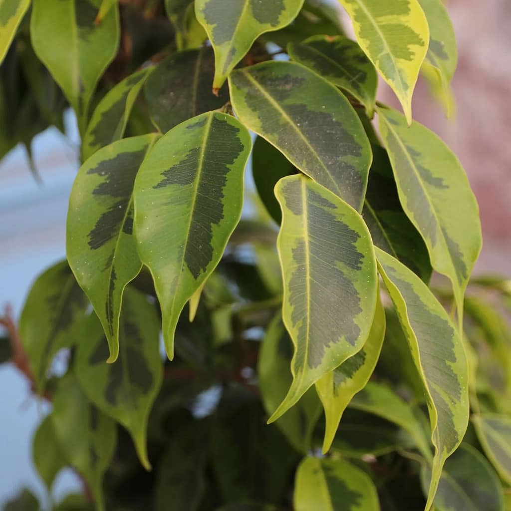 Varieties of Ficus Benjamina