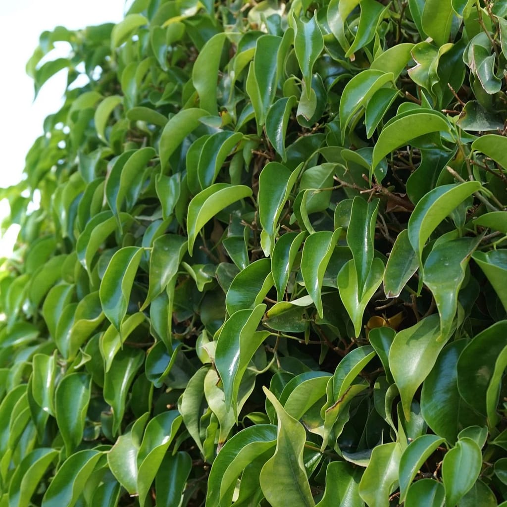 Varieties of Ficus Benjamina