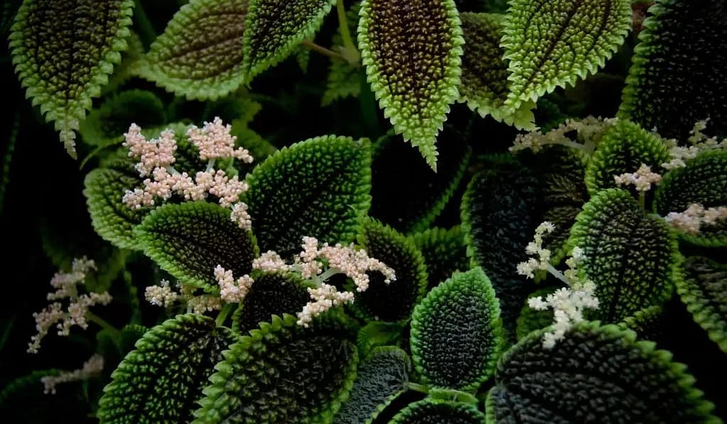 All About Moon Valley Pilea.