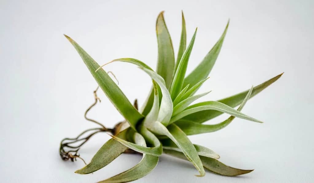 How to water air plants