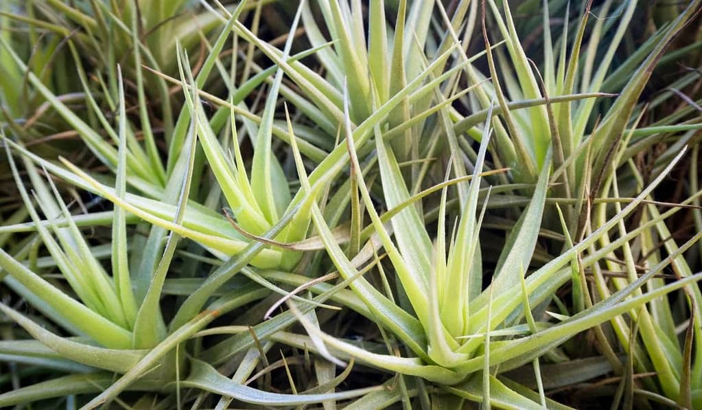 How to water air plants