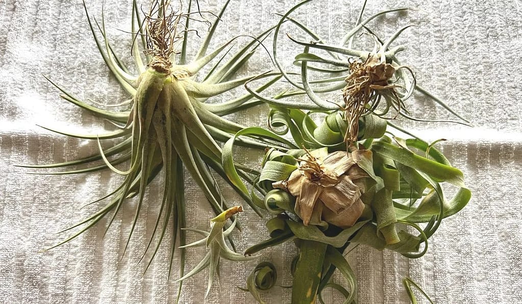 How to Water Air Plants in the Winter