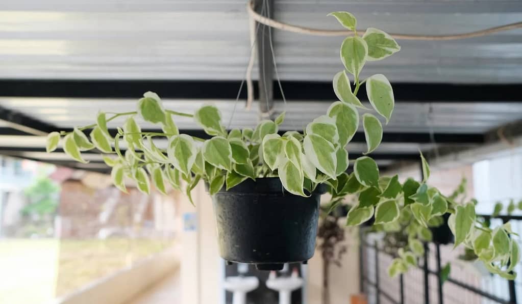 All About Peperomia Scandens Variegata Care