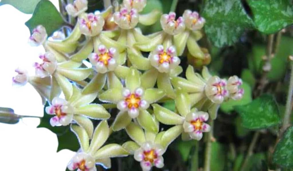 All About Hoya Curtisii  Care