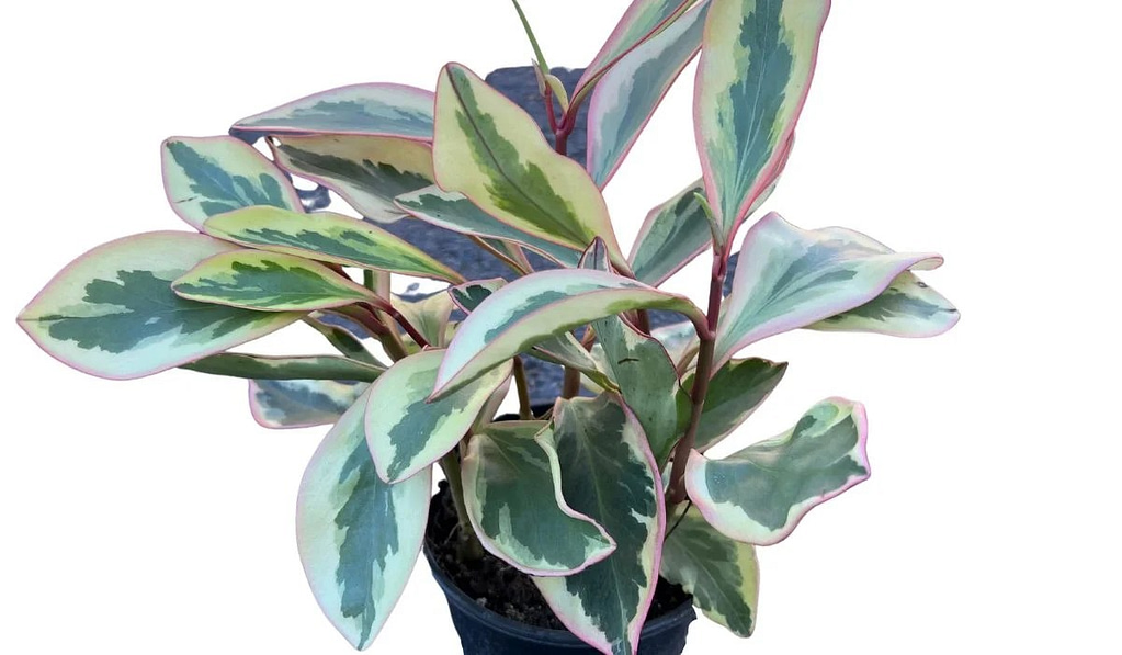 All About Peperomia Ginny Care