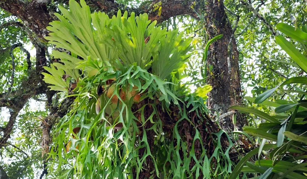 All About Staghorn Fern Care
