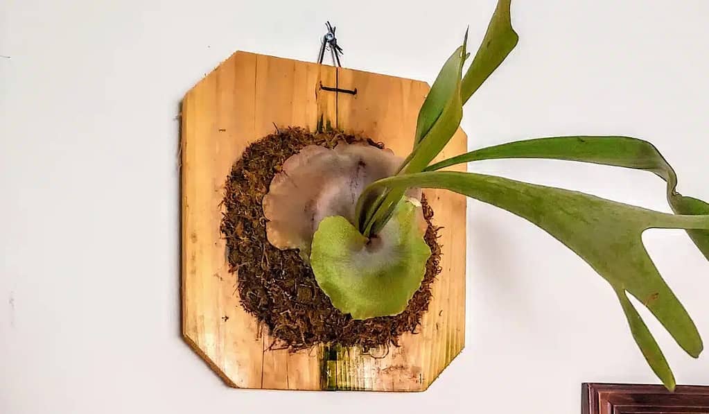 how to mount a stag horn fern