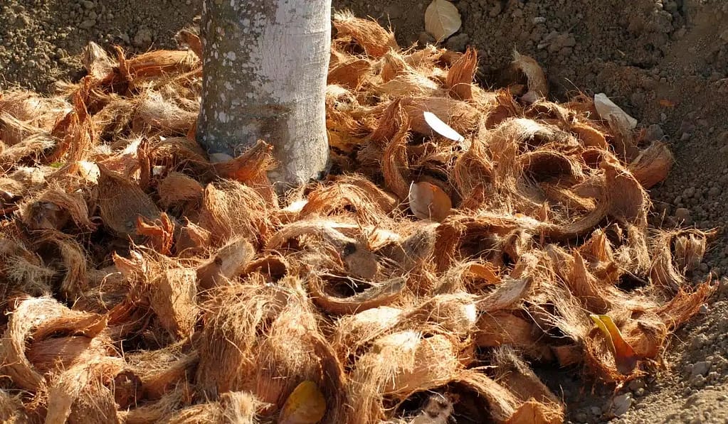 Coconut coir vs peat moss