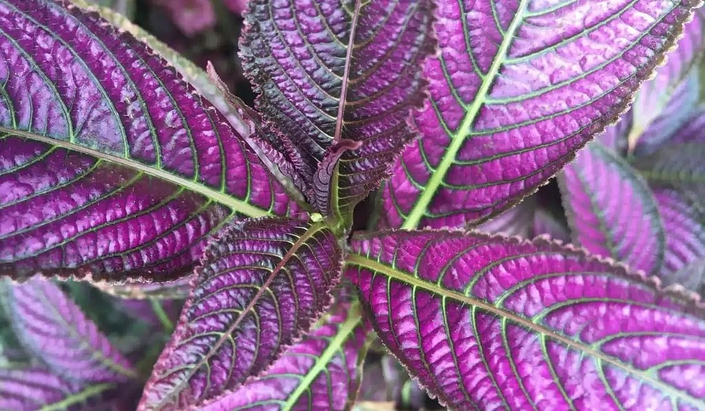 All About Persian Shield