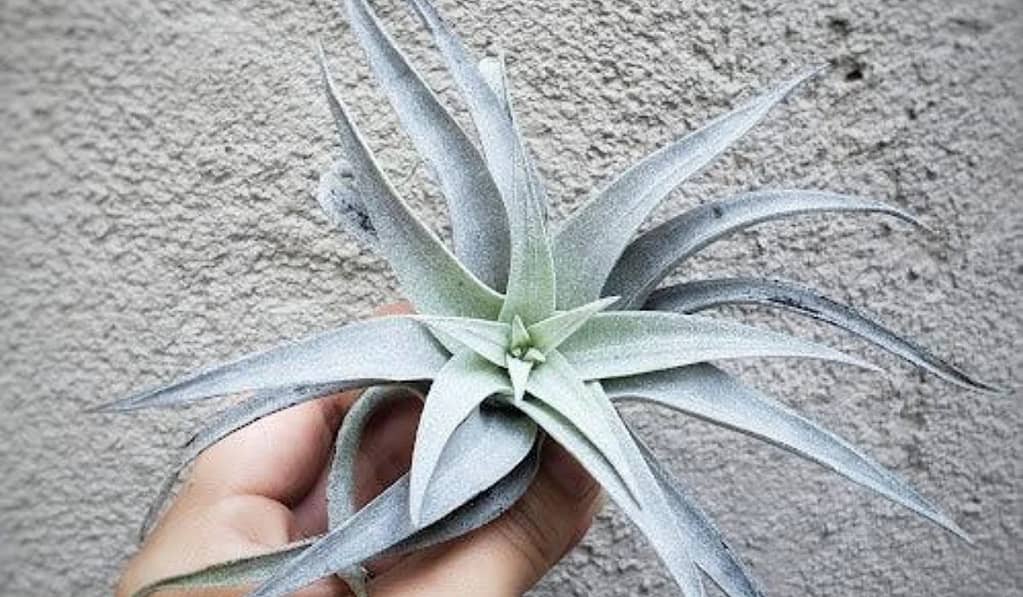 All About Tillandsia Harrisii