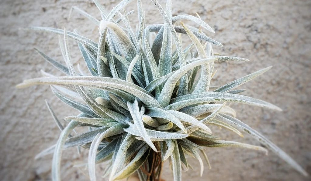 All About Tillandsia Harrisii. 