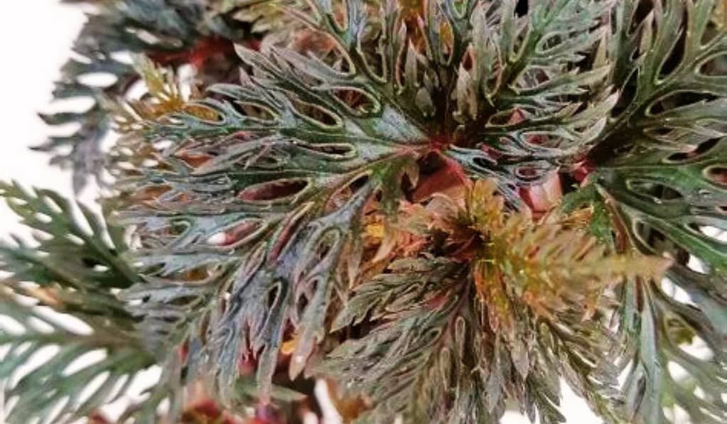 All About Begonia Bipinnatifida