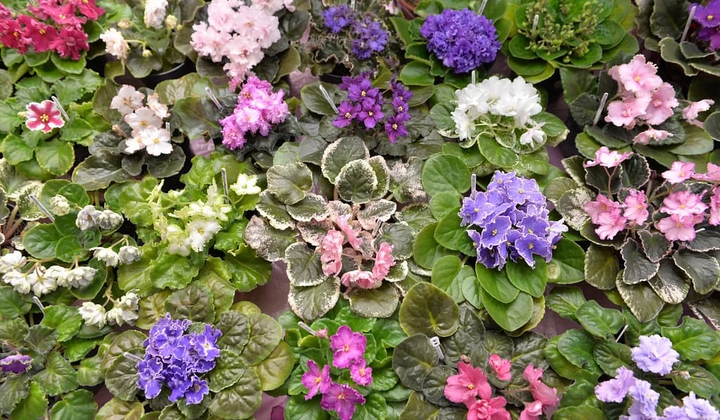 Common problems with African violets