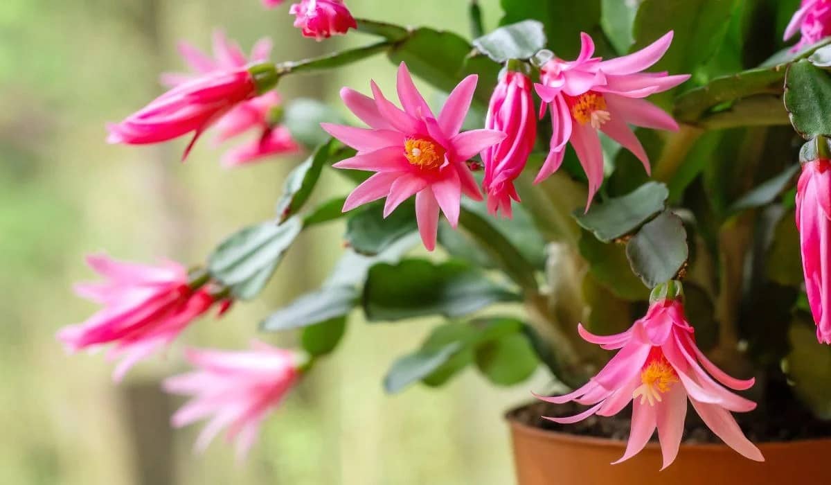 all about easter cactus care