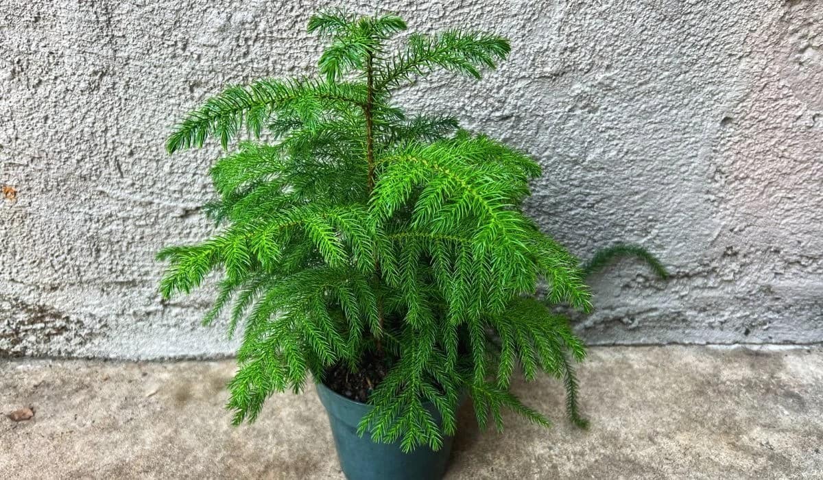 All About Norfolk Pine Care