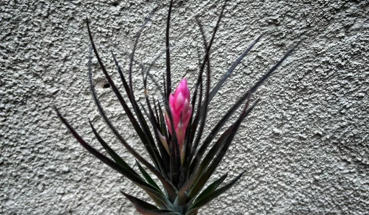 All About Tillandsia Monsanto the Black Care