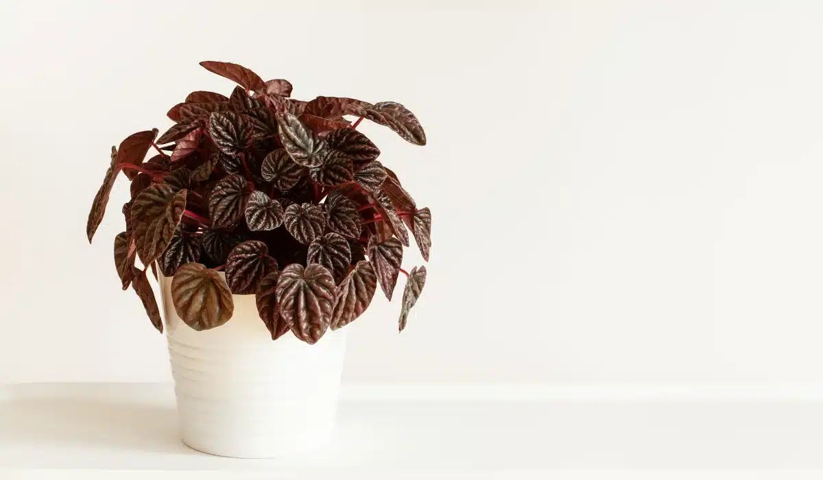 All About Peperomia Schumi Red