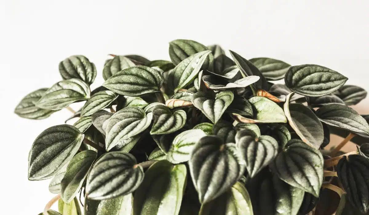 Peperomia Frost Care