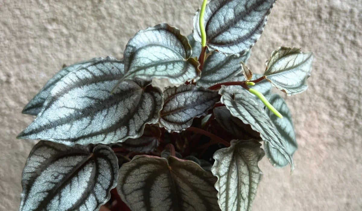 All About Peperomia Turboensis