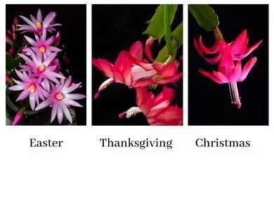 Identify Holiday Cacti by the flowers