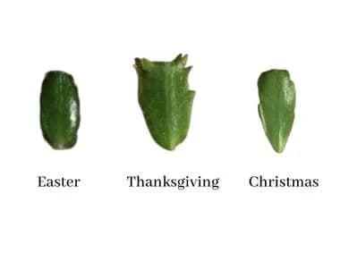 Identify holiday cacti by the leaves