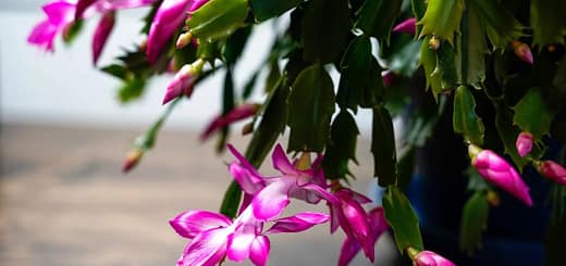 All About Thanksgiving Cactus
