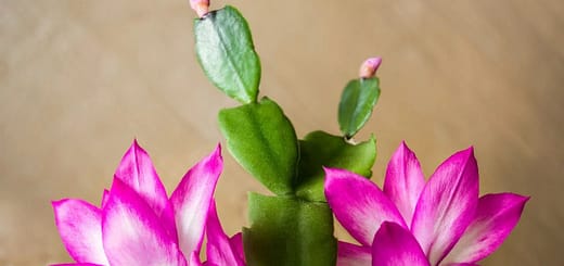 All About caring for Christmas Cactus