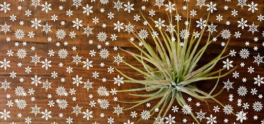 how to water air plants in the winter
