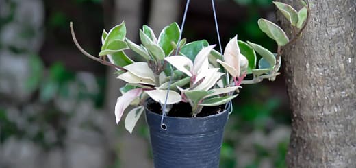 All About Hoya Tricolor Care