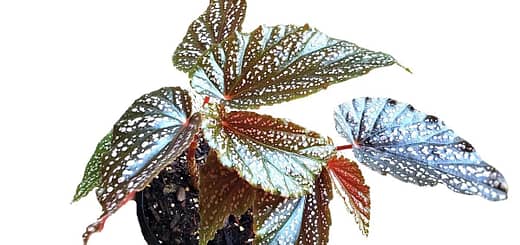All About Angel Wing Begonia Miss Mummy