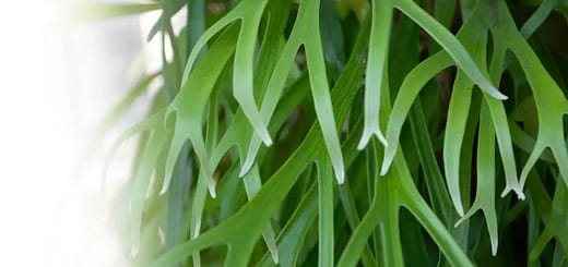 All About Staghorn Fern Care