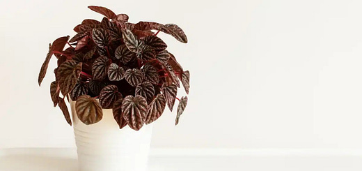 All About Peperomia Schumi Red