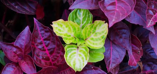 All About Bloodleaf Plant care