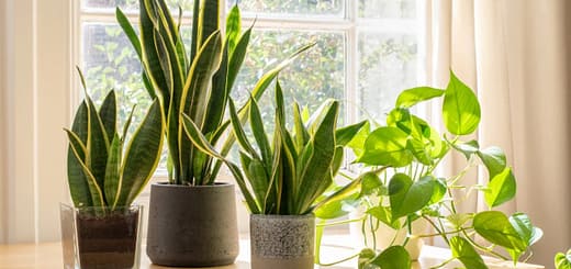 20 Best Plant Pots for Houseplants