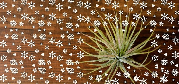 how to water air plants in the winter