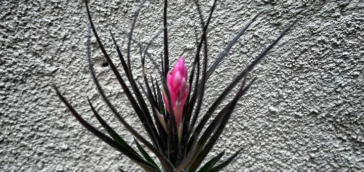All About Tillandsia Monsanto the Black Care