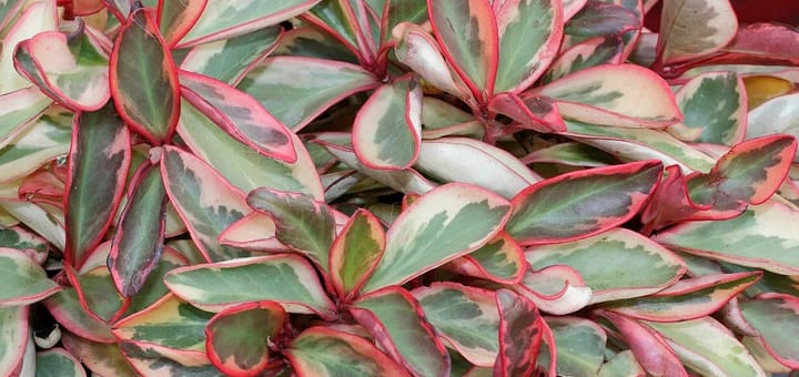 All About Peperomia Ginny Care