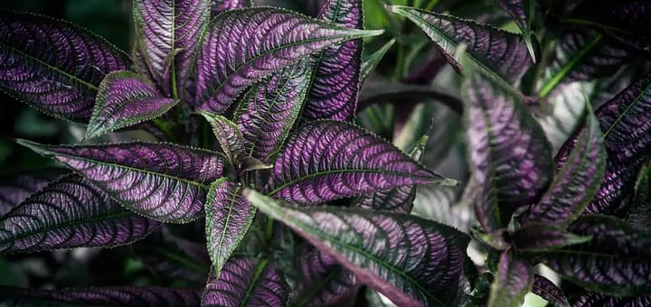 All About Persian Shield