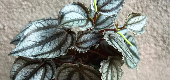All About Peperomia Turboensis