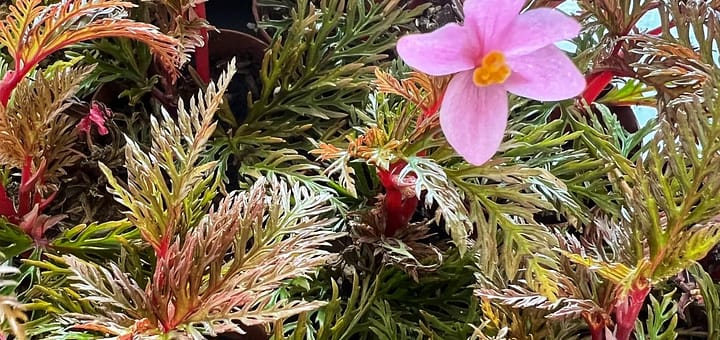 All About Begonia Bipinnatifida