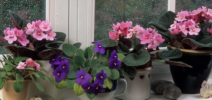All About African violets
