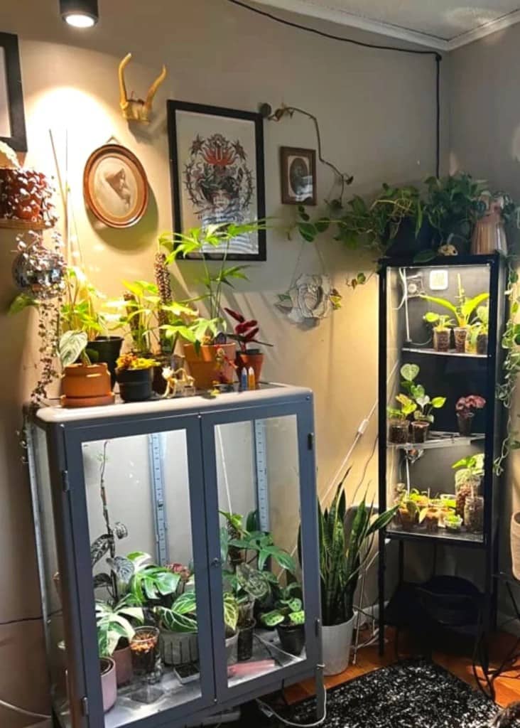 plant cabinet to increase humidity for plants