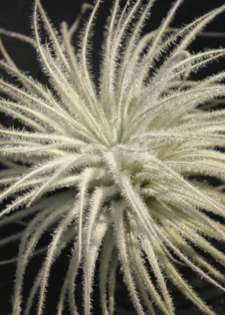 tectorum fuzzy air plant