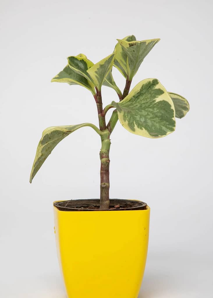 How to propagate peperomia obtusifolia variegata