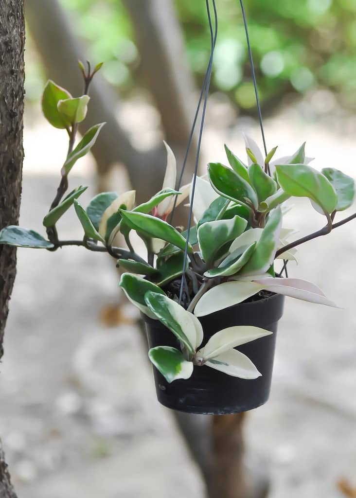 How to Propagate Hoya Tricolor