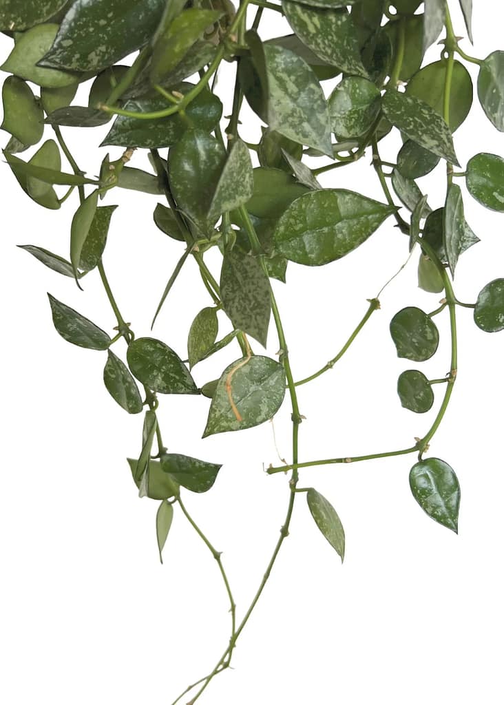 How to Propagate Hoya Curtisii 