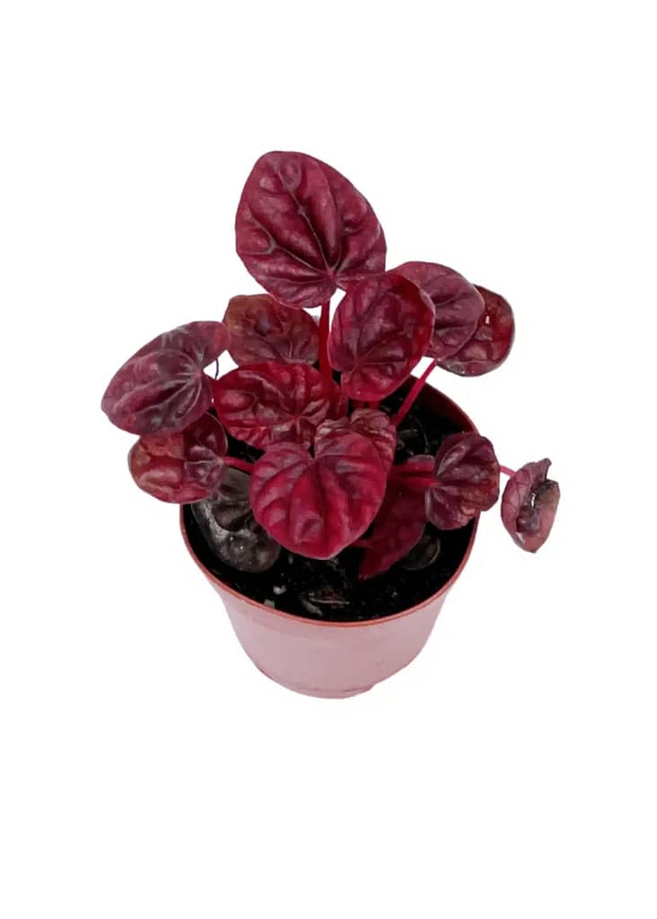How to Propagate Peperomia Schumi Red