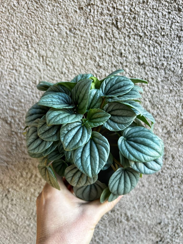 Peperomia Frost Propogation